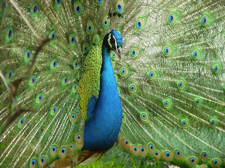image of peacock
