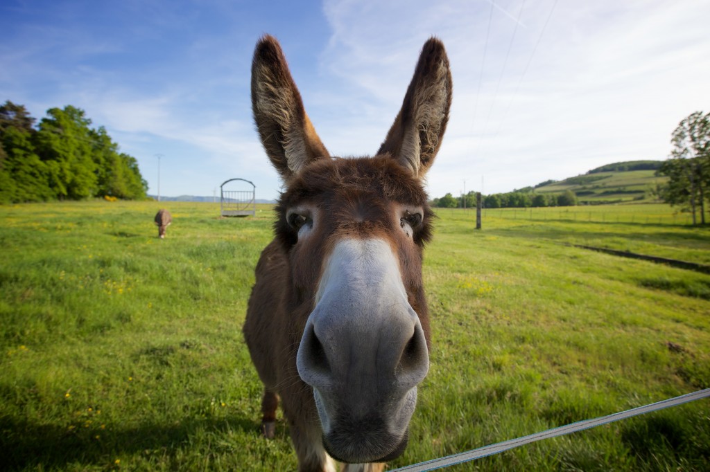 donkey_web