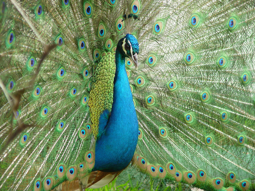 ‘Peacock’ by Hypergenesb (Flickr)