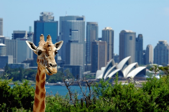 giraffe in front of sydney harbour bridge