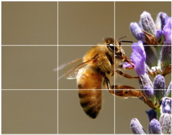 Bee viewed through rule of thirds