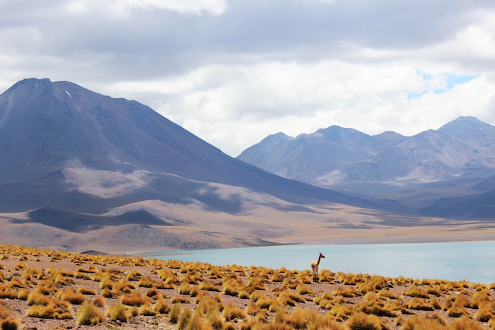 Llama stands alone in a barren environment