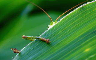 Grasshopper is excused by a leaf