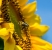 Bee flies in front of a sunflower