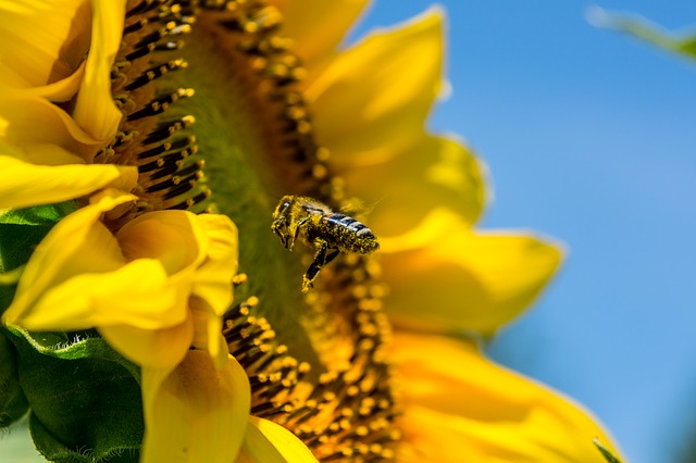 Bee flies in front of a sunflower