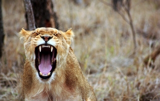 A lioness roars at the camera
