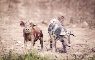 Pigs in Party Hats